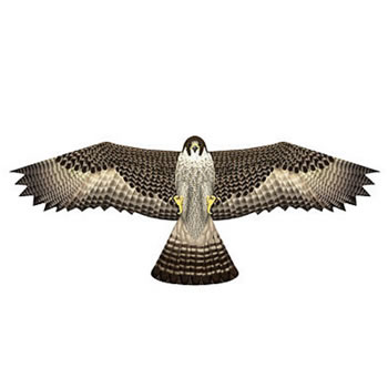 X-Kites Bird Of Prey Falcon